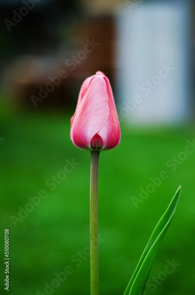 Obraz Pink tulip on a green background
