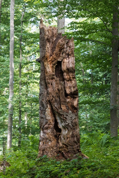 Obraz A dead tree, a rotten trunk that is a shelter for small animals. The tree will turn into biomass and transfer energy to other plants and living organisms. Old forest in the Carpathians