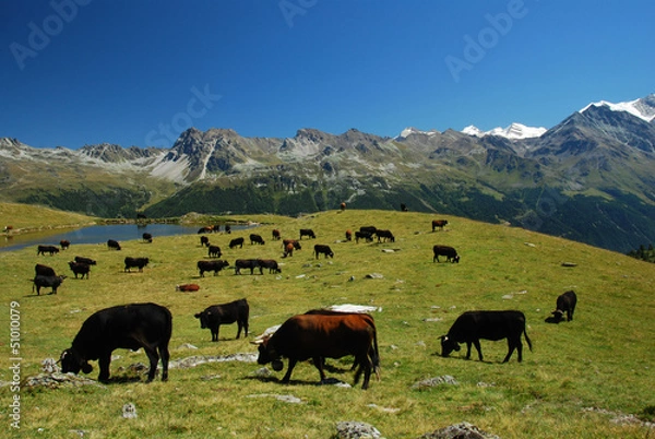 Obraz Vaches d'Hérens, Alpes