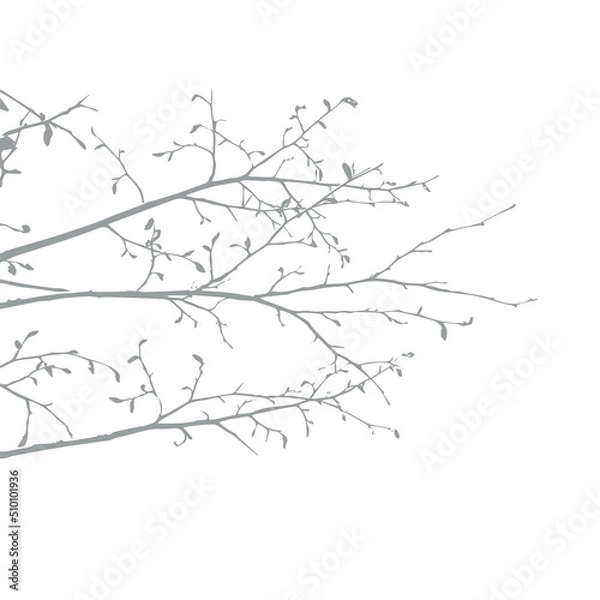 Fototapeta Shadow from vegetation on the wall vector silhouette. Tree branch or bush vector shape