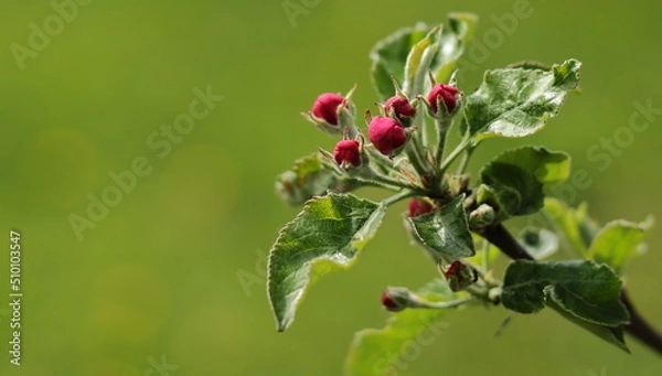 Obraz Pąki jabłoni 