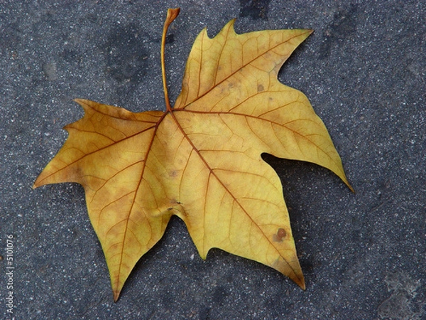 Fototapeta Autumn Leaf I