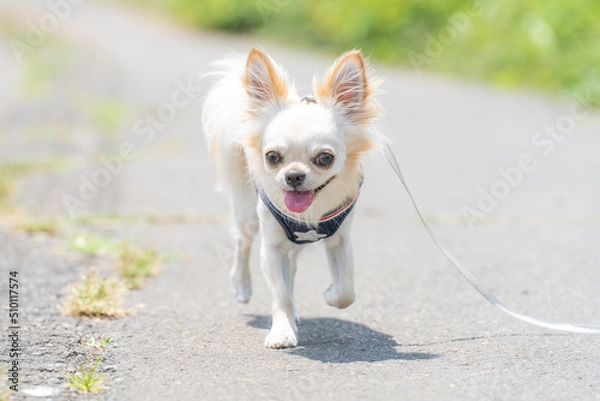 Obraz チワワ 小型犬 かわいい 散歩