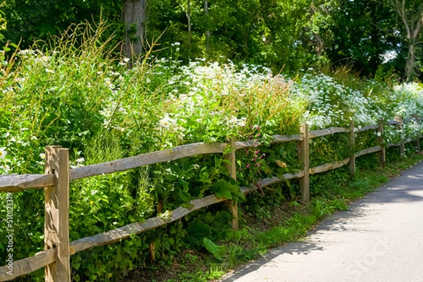 Fototapeta A path along a wooden fence, behind which a huge number of white daisies grow. Many white flowers adorn the path.