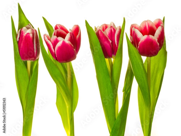 Obraz Tulips