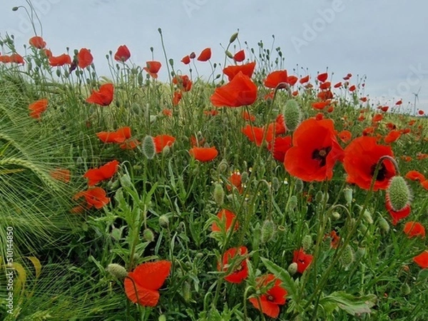 Obraz Mohnblumenfeld im Sommer