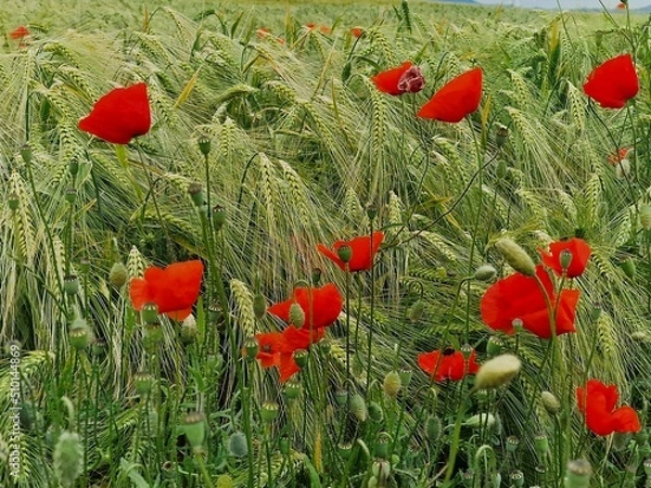 Obraz Mohnblumenfeld im Sommer