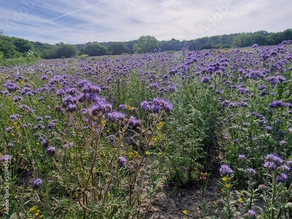 Obraz Blumenfeld im Sommer