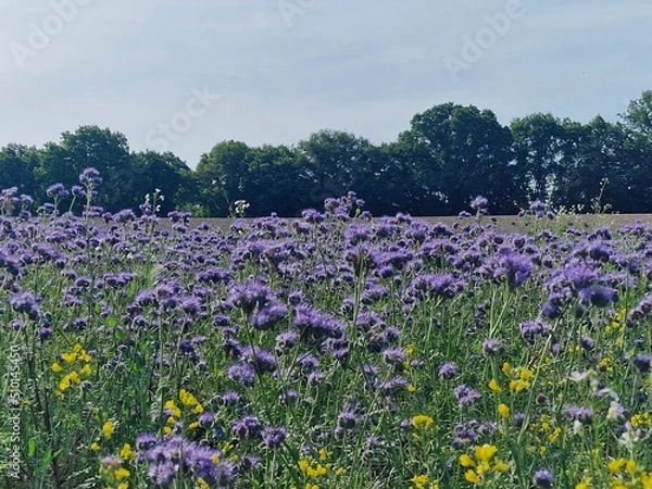 Obraz Blumenfeld im Sommer