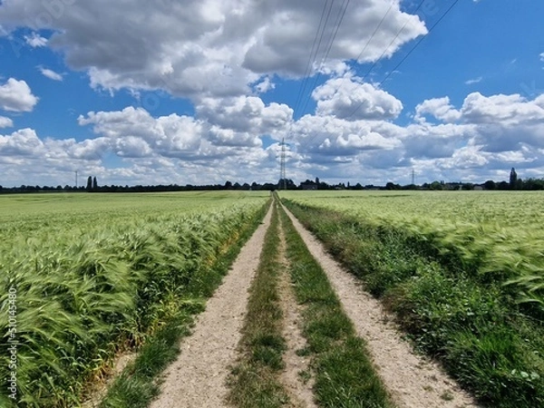 Obraz Feldweg im Sommer
