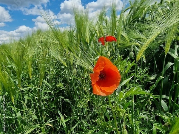 Obraz Mohnblumenfeld im Sommer