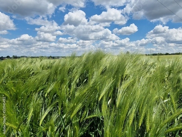 Obraz Feld im Sommer