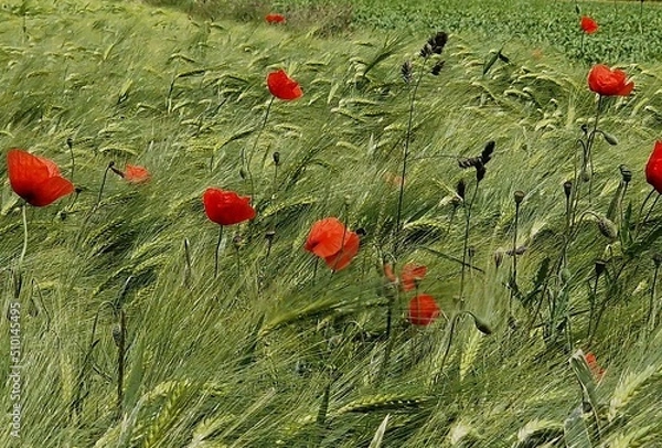 Obraz Mohnblumenfeld im Sommer