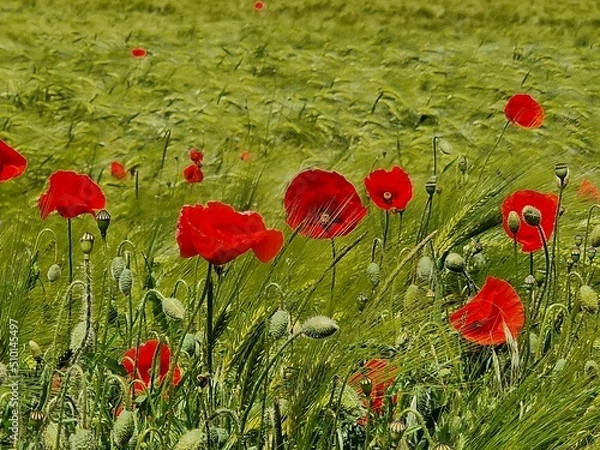 Obraz Mohnblumenfeld im Sommer