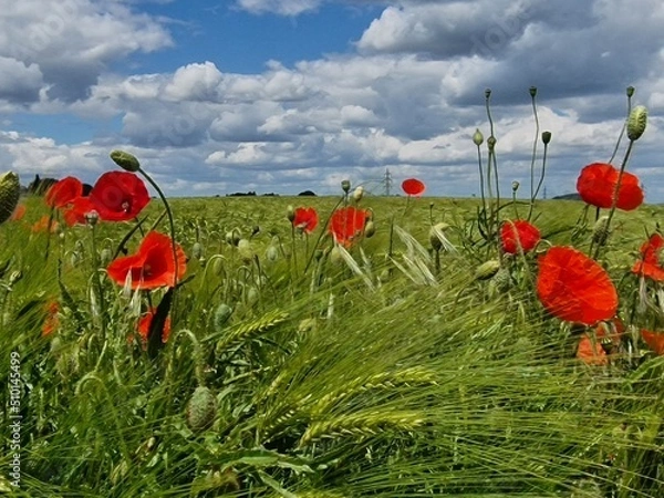 Obraz Mohnblumenfeld im Sommer