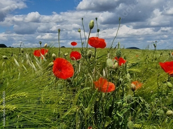 Obraz Mohnblumenfeld im Sommer