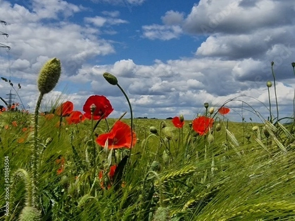 Obraz Mohnblumenfeld im Sommer