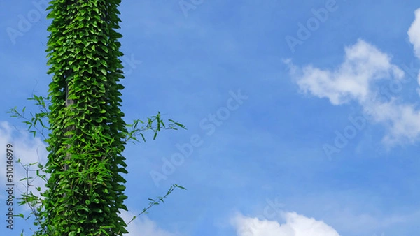 Obraz Leaves of the ivy are wrapped around the palm tree against the blue sky background.