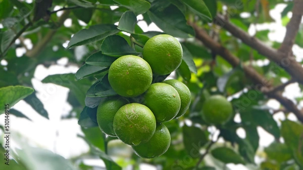 Obraz Bunch of fresh green limes hanging on tree with water drops.