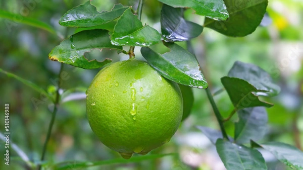 Obraz Green lime, Green lemon with water droplets hanging on tree