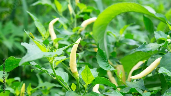 Obraz Organic fresh chili in the garden with water droplets on leaves in the rainy season.