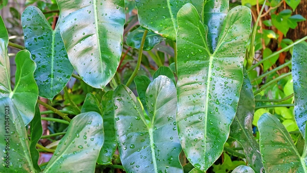 Obraz Philodendron leaves with water drops on the leaves after the rain.