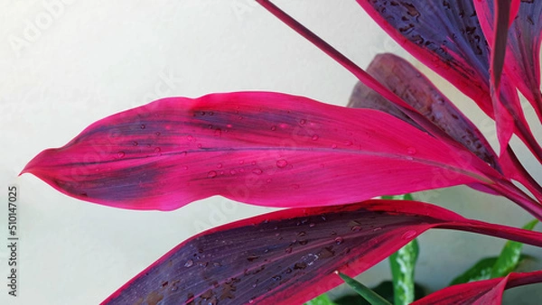 Obraz Close up Ti plant or Cordyline fruticosa leaves with water droplets on leaves in the rainy season, the freshness after the rain.