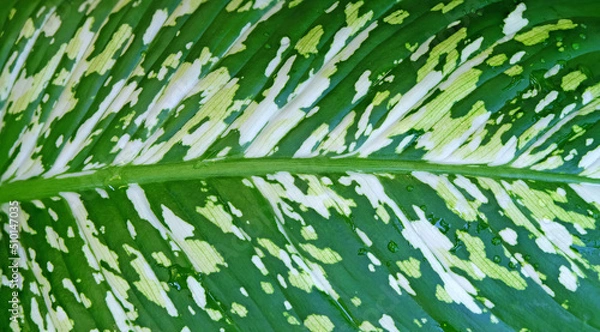 Obraz Detailed patterns and textures of Dumb cane leaves (Dieffenbachia seguine (Jacq.) Schott) with water droplets on leaves