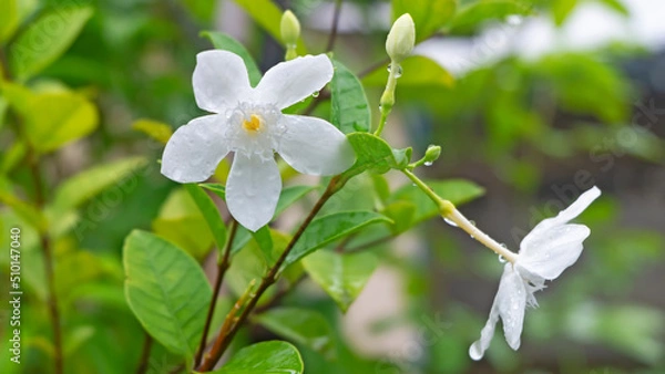 Obraz Water droplets on beautiful white flowers after the rain, Close up white flower Snowflake, Milky Way, Arctic Snow, Winter Cherry Tree, Sweet Indrajao, in the garden.