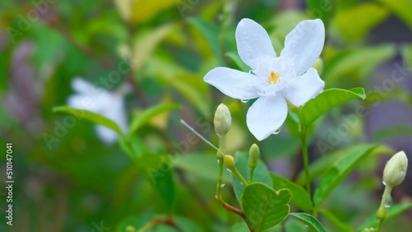 Obraz Water droplets on beautiful white flowers after the rain, Close up white flower Snowflake, Milky Way, Arctic Snow, Winter Cherry Tree in the garden