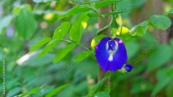 Obraz Butterfly pea, bluebellvine, blue pea, kordofan pea (Clitoria ternatea) creeps up on tree with beautiful bloom in the garden..