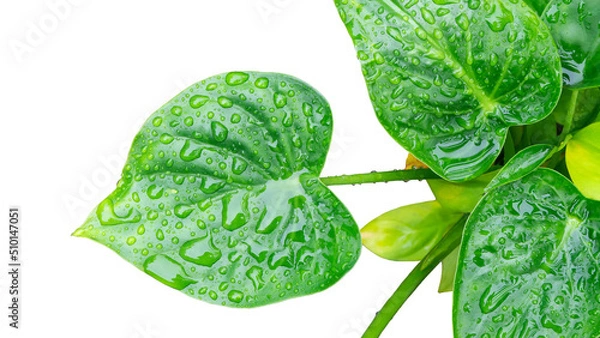 Obraz Fresh green foliage of Alocasia Cucullata, Hooded Dwarf, Elephant Ear with dazzling water droplets on white background.