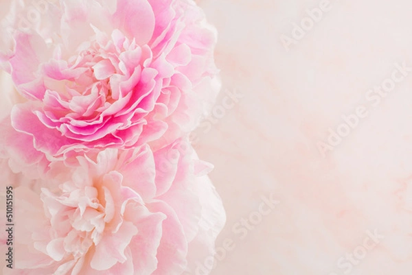 Obraz ピンクのシャクヤクの背景