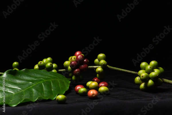 Fototapeta Photo of coffee plant stalks and fresh original coffee beans on black background. Perfect for the design elements of the barista, coffee shop and coffee industry.