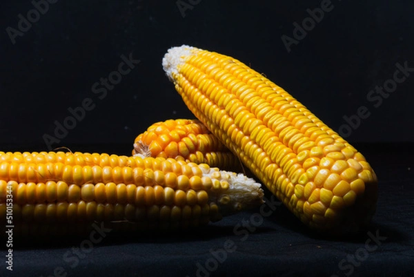 Fototapeta Photo of fresh corn cobs on black background. Suitable for menu design background of healthy food, organic food, and agricultural products for vegans.