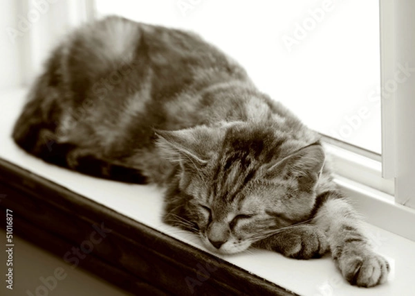 Fototapeta Sleeping cat