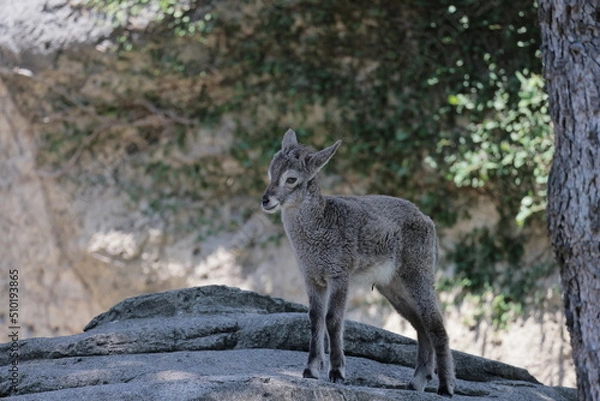 Fototapeta スーチョワンバーラル
