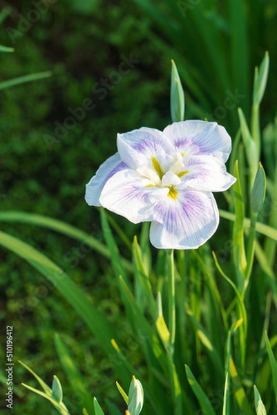 Fototapeta Single White Iris Flower