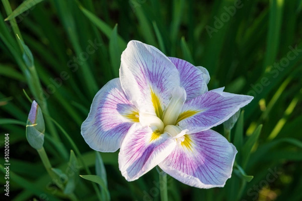 Obraz Purple and White Iris Flower