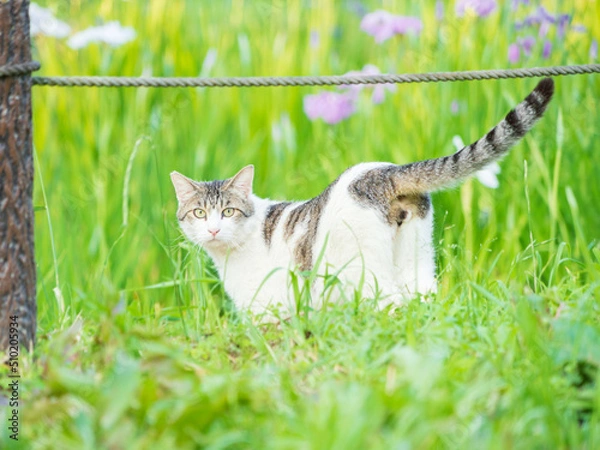 Obraz Stray Cat in the Garden