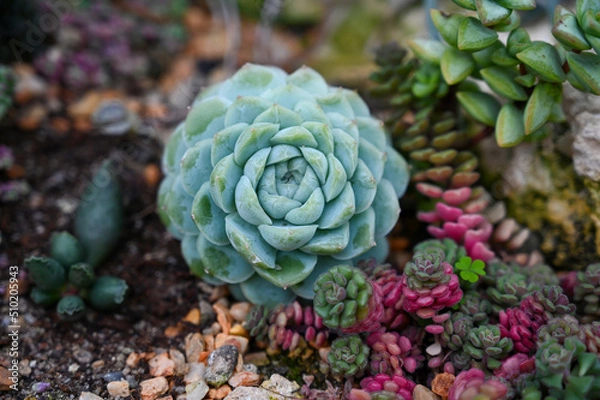Fototapeta Echeveria ‘Green Gilva’ – Wax Rosette a Succulent plants flowers in garden