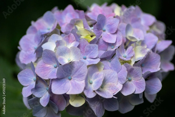 Obraz 初夏に咲く満開の紫陽花