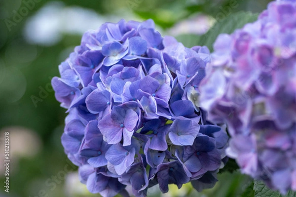 Obraz 初夏に咲く満開の紫陽花