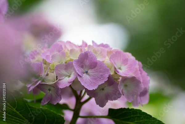 Obraz 初夏に咲く満開の紫陽花