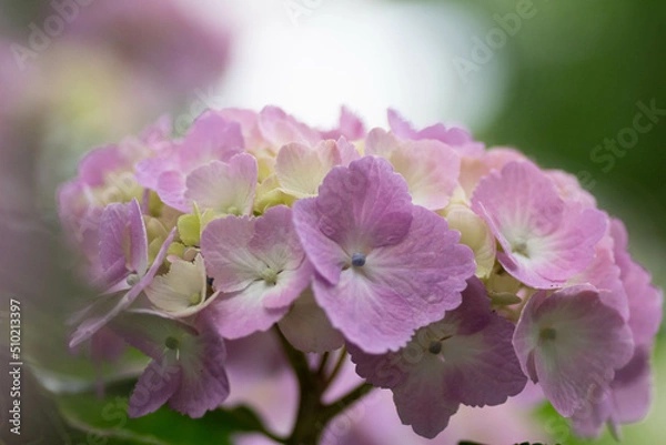 Obraz 初夏に咲く満開の紫陽花