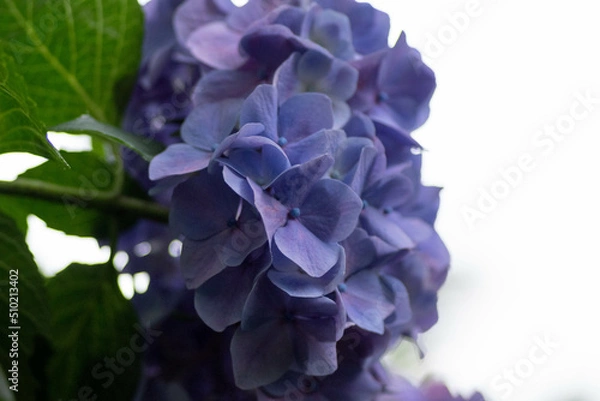 Obraz 初夏に咲く満開の紫陽花