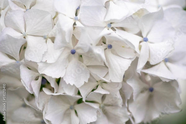 Obraz 初夏に咲く満開の紫陽花