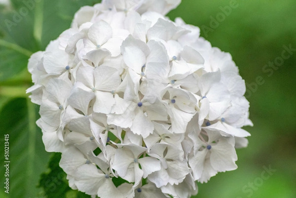 Obraz 初夏に咲く満開の紫陽花