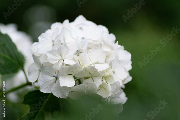 Obraz 初夏に咲く満開の紫陽花