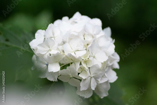 Obraz 初夏に咲く満開の紫陽花